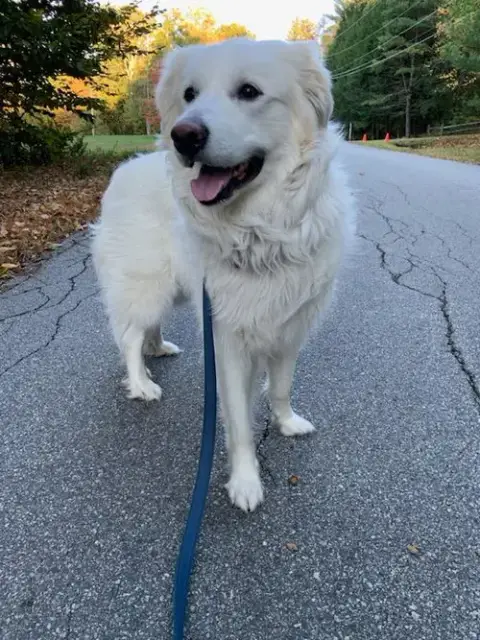 Sadie In Nh(Sponsored!) photo 3