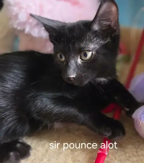 Sir Pounce A Lot photo 2