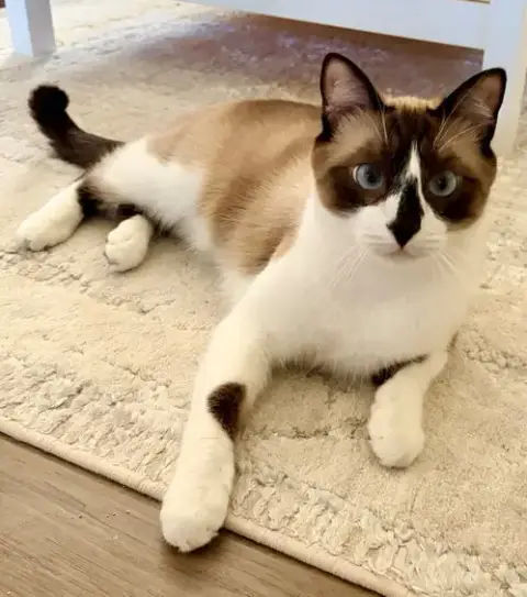 Mochi photo 4