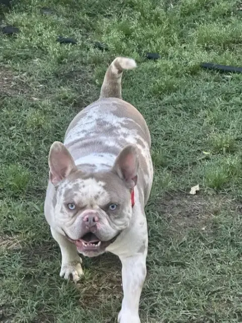 Porky