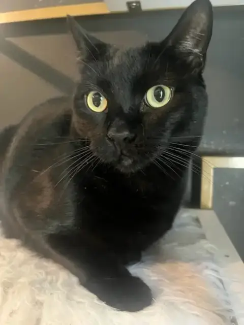 Otis