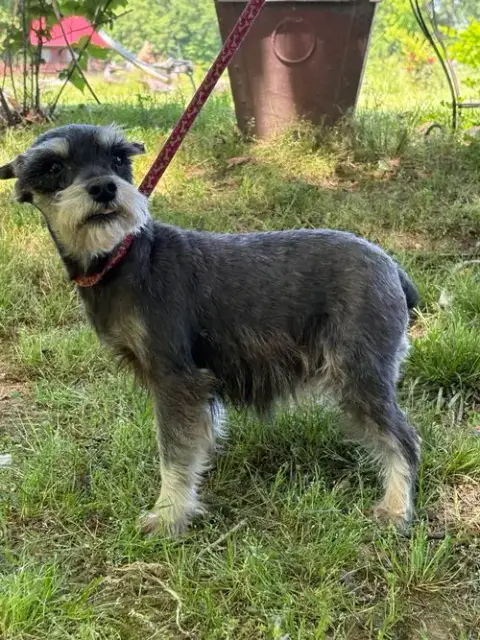 Violet/ Mini 6Lbs photo 4