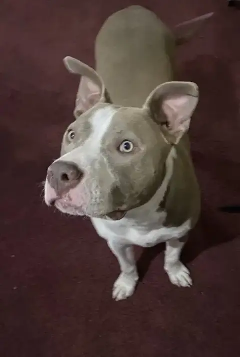Two Tone Tucker photo 4
