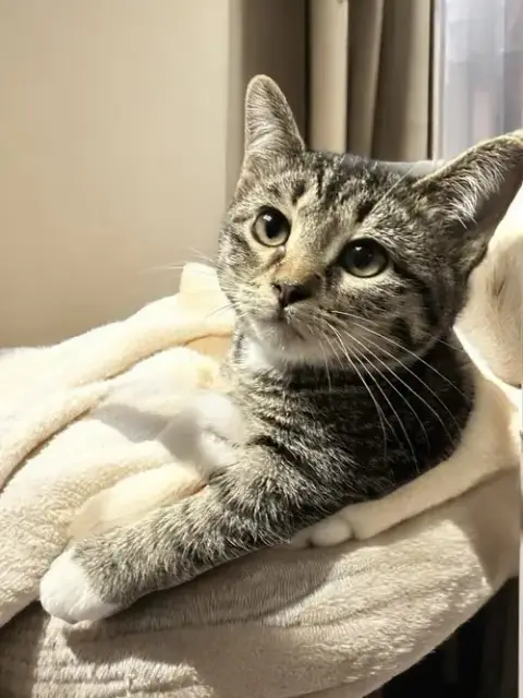 Evie
