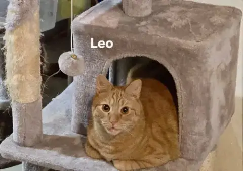 Leo photo 2