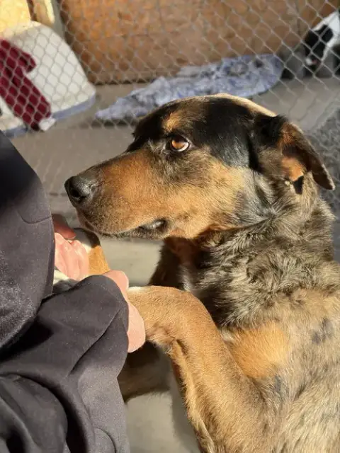 Adoption Pending photo 3