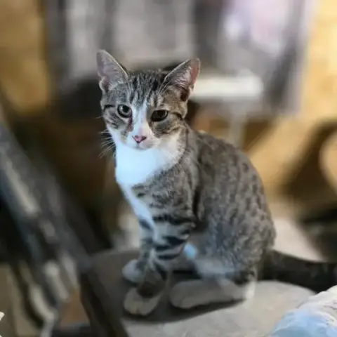 Nutmeg