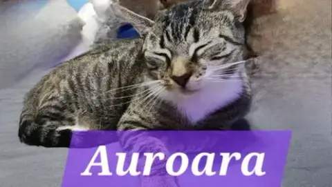 Auroara
