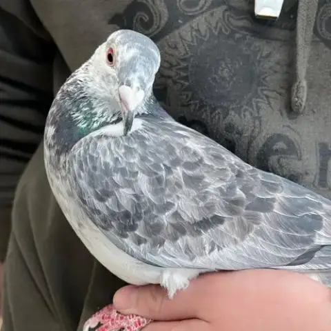 Pigeot 282