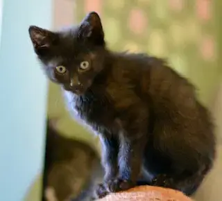 Fran