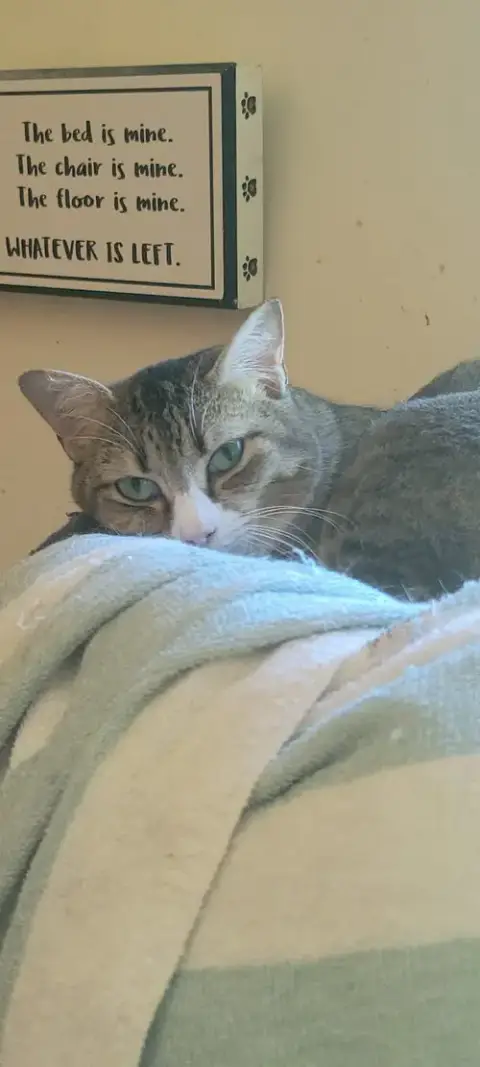 Iris