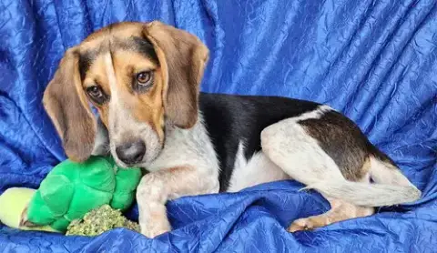 Jolene Beagle photo 2