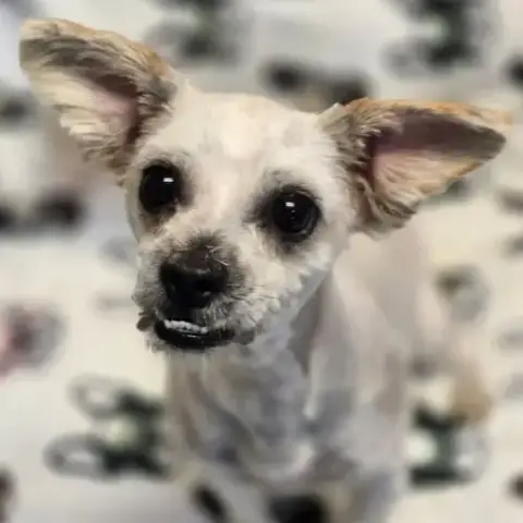 Midge photo 4