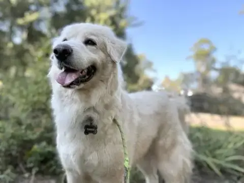 Sir Kingsley photo 2