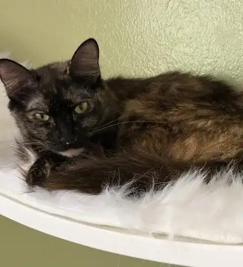 Clementine