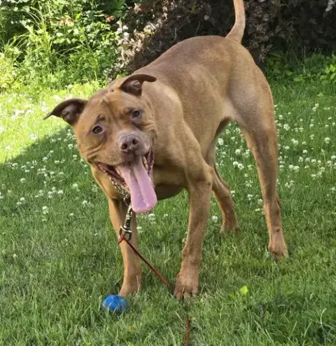 Rosie photo 4