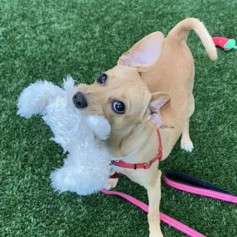 Precious The Puppy photo 2