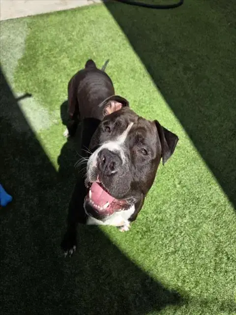Tonka