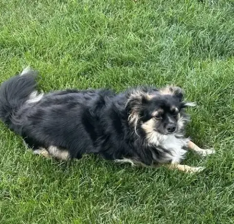 Benji *Fta* photo 3