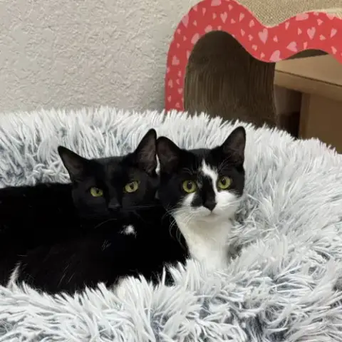 Lucy & Bobbie photo 2