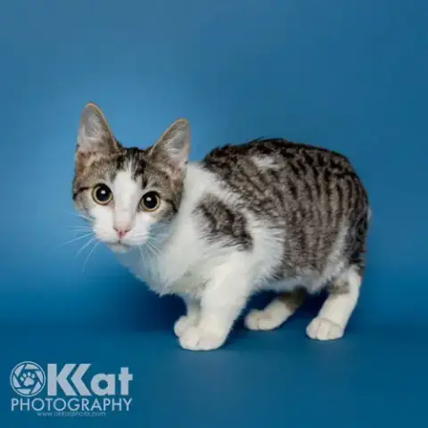Rocket
