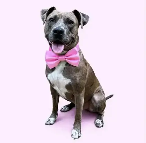 Lainey photo 4