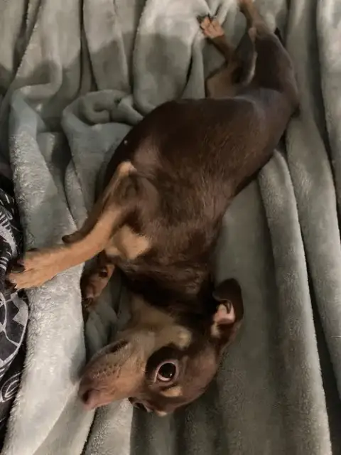 Pixie