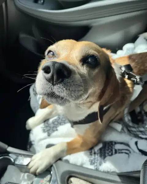 Murphy-Adopted photo 2