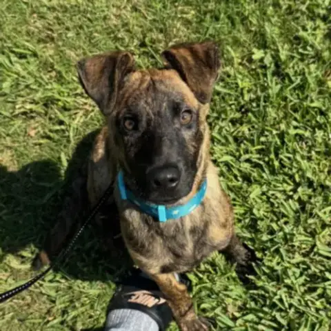 Matteo