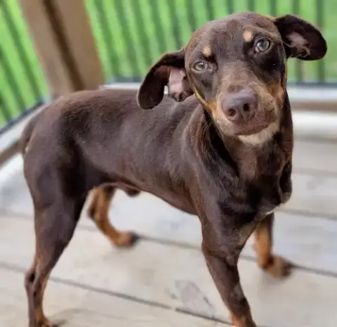 Wesson In Tx
