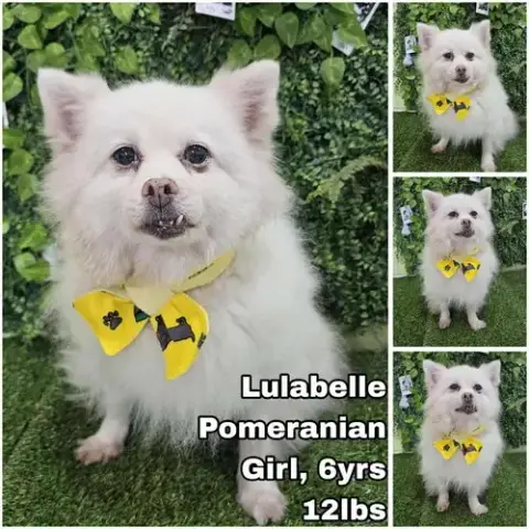 Lulabelle From Korea