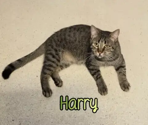 Harry photo 2