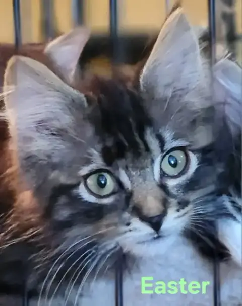 Cats/Kittens-Altamonte Springs Location photo 3