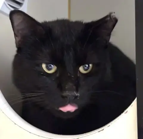 Elvis