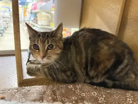 Peanut