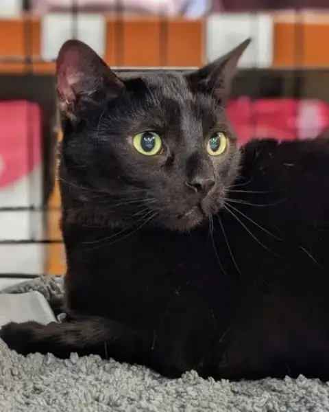 Echo