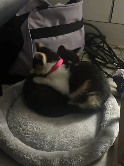 Snickers photo 4