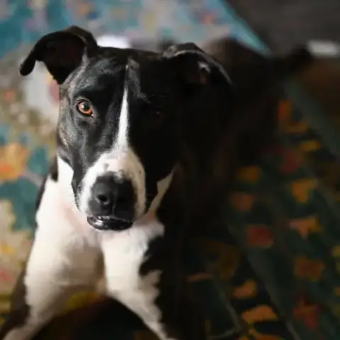 Harper photo 3