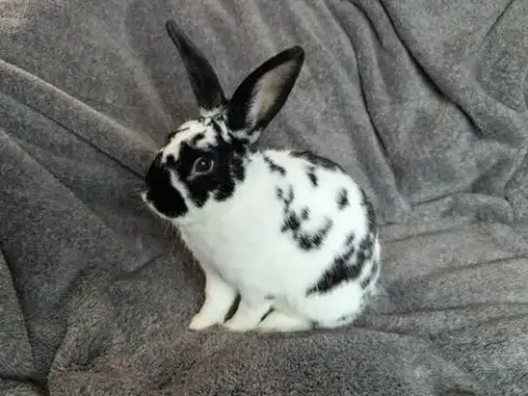 Poppyseed