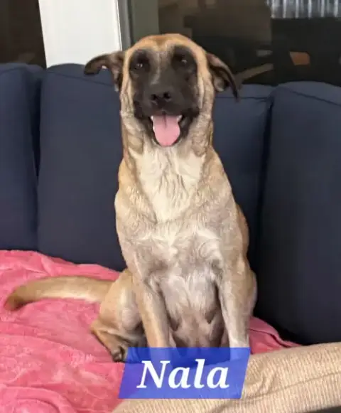 Nala