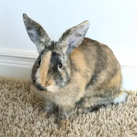 Marcel