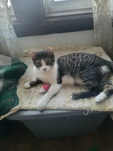 Poppy photo 3
