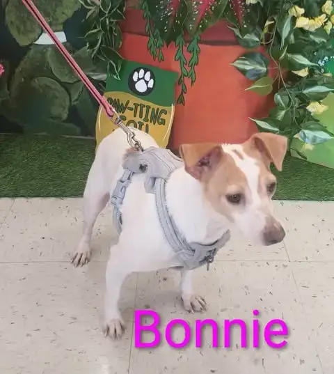Bonnie & Clyde photo 2