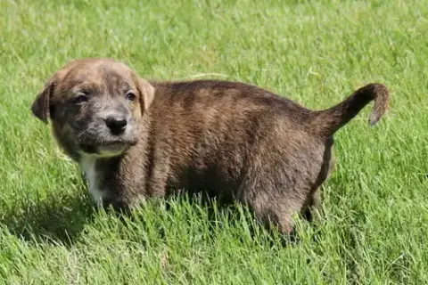 Bold Zeus