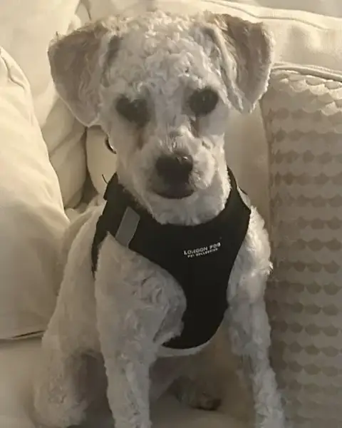 Barney photo 5