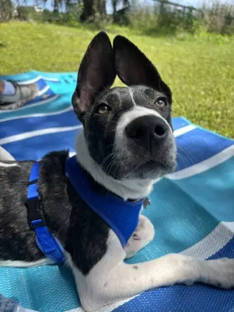 Neo Doglando Training Camp photo 2