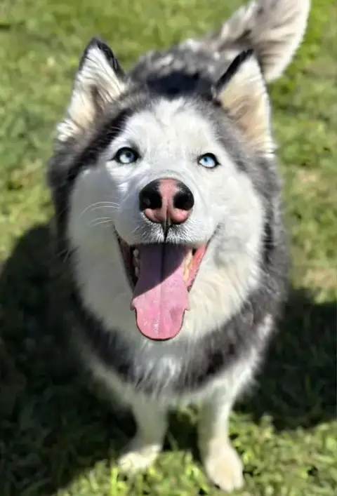 Sansa photo 2