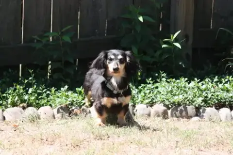 Nutmeg2 photo 5