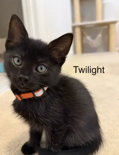 Twilight photo 3