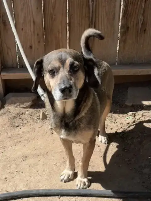 Geraldo-Looks A Lot Like Maple